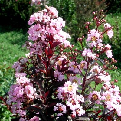 Lilas des Indes Rhapsody in Pink - Leaderplant