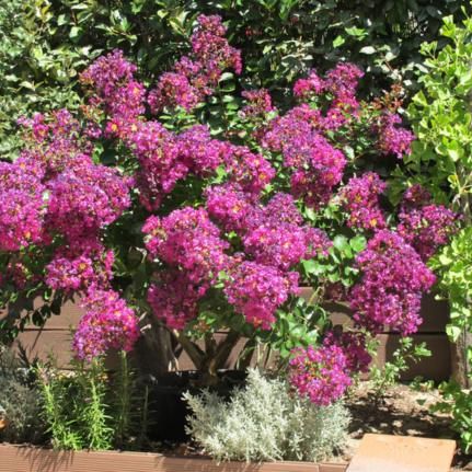 Lilas des Indes Plum Bouquet - Leaderplant