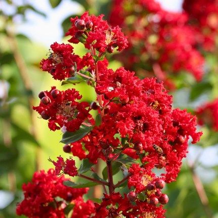 Lilas des Indes Sunny Red - Leaderplant