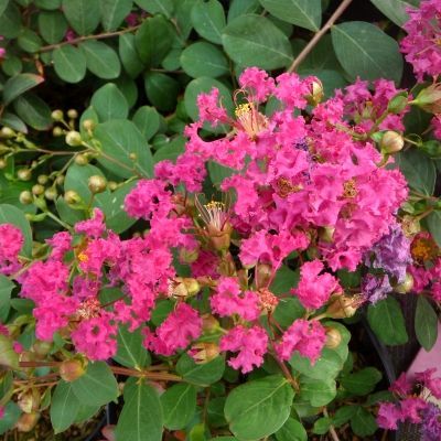 Lilas des Indes rampant/lilas des indes couvre-sol - Leaderplant