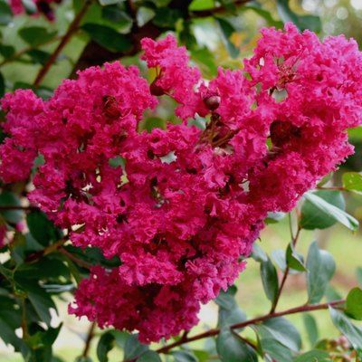 Lilas des Indes Rouge foncé - Vente en ligne de plants de Lilas des Indes  Rouge foncé pas cher | Leaderplant