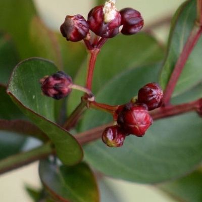 Lilas des Indes nain Berlingot Menthe - Leaderplant