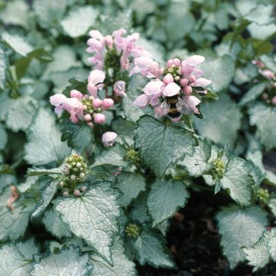 Lamier Maculé Pink Pewter  - Leaderplant