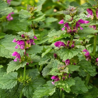 Lamier - Leaderplant