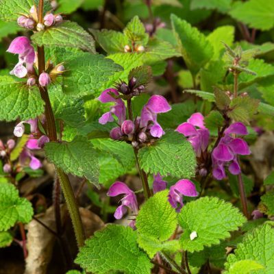 Lamier - Leaderplant