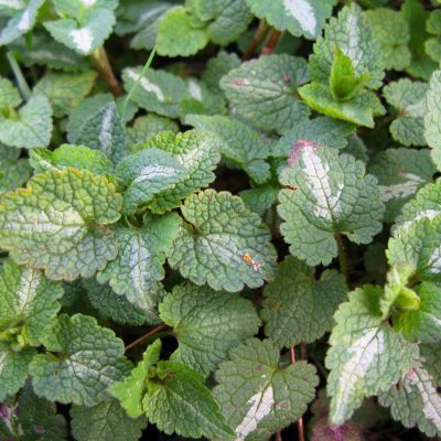 Lamier - Leaderplant