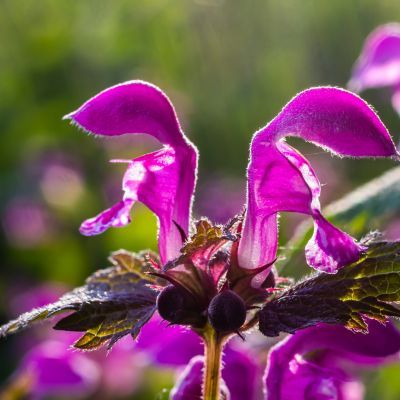 Lamier - Leaderplant