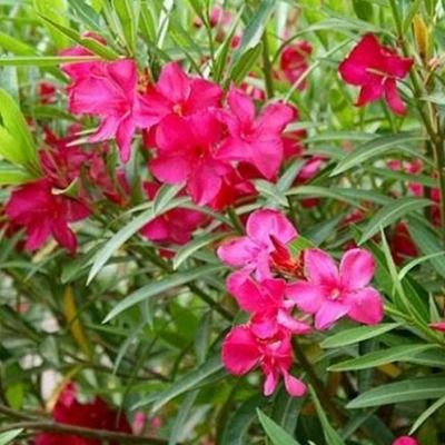Nerium ♫ Graines ♫ Arbuste Haie Mellifère ♫ ♫ LAURIER Rustique 'Rose Fuchsia' Nerium ♫ Graines ♫ Arbuste Haie Mellifère ♫ ♫ LAURIER Rustique 'Rose Fuchsia'