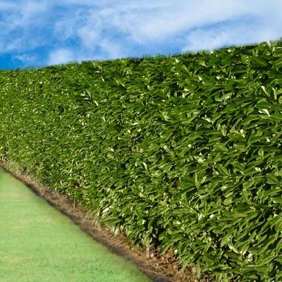 BON PLAN -50% Laurier palme, Laurier du Caucase, Laurier Cerise - Leaderplant