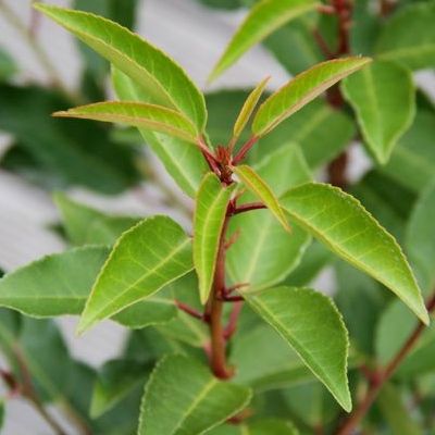 Laurier du Portugal en mini-motte  - Leaderplant