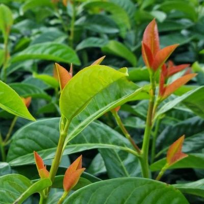 Laurier palme Copperbell ® - Leaderplant
