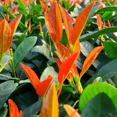 Laurier palme Copperbell ® - Leaderplant