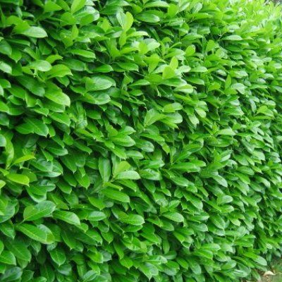 Laurier palme, Laurier du Caucase, Laurier Cerise - Leaderplant
