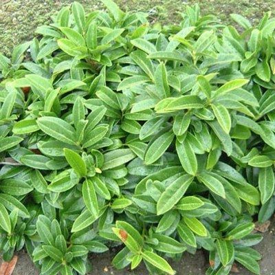 Laurier palme nain couvre-sol - Laurier cerise rampant - Leaderplant