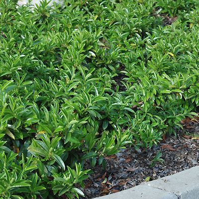 Laurier palme nain couvre-sol - Laurier cerise rampant - Leaderplant