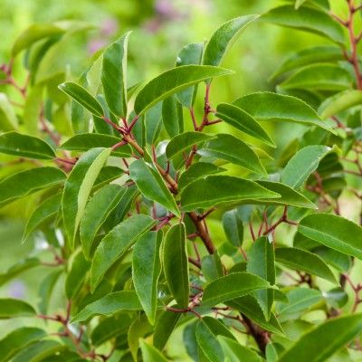 BON PLAN -50% Laurier du Portugal - Leaderplant