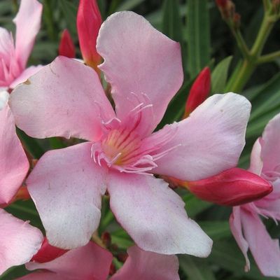 Laurier rose Atlas - Leaderplant