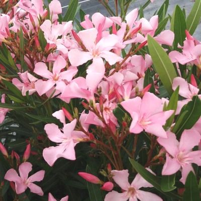 Laurier rose Atlas - Leaderplant