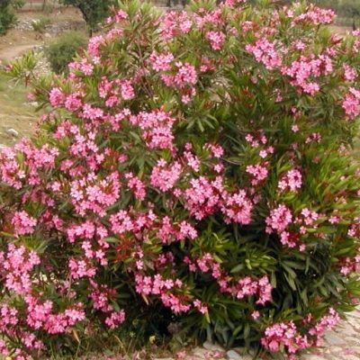 Laurier rose Atlas - Leaderplant