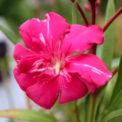 TRIO Lauriers Roses  - Leaderplant