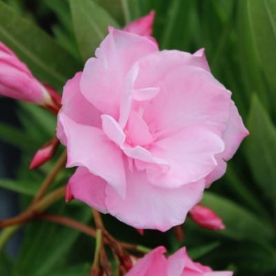 Nerium-Laurier-Rose-Double Fleurs Roses 100 graines 
