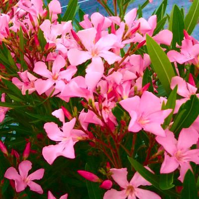 Laurier rose Dr Ragioneri - Leaderplant