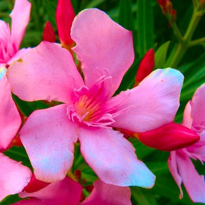 Laurier rose Dr Ragioneri - Leaderplant