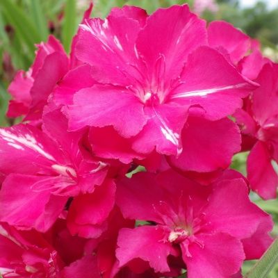 Laurier Rose Rouge Géant des Batailles - Vente en ligne de plants de  Laurier Rose Rouge Géant des Batailles pas cher | Leaderplant