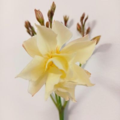 Laurier rose Jaune Double - Leaderplant