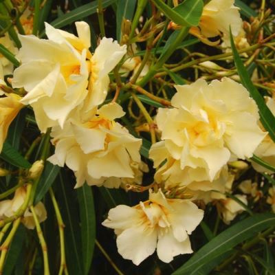 Laurier rose Jaune Double - Leaderplant