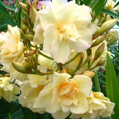 Laurier rose Jaune Double - Leaderplant