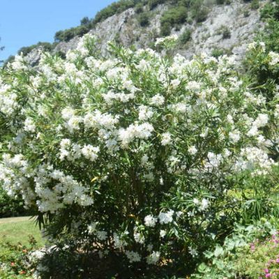 Laurier rose Mont Blanc à fleur blanche double - Leaderplant