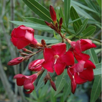 Laurier rose nain rouge Petite Red - Leaderplant