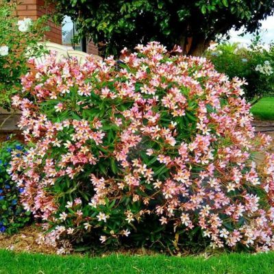 Laurier rose nain Nano Rosso - Leaderplant