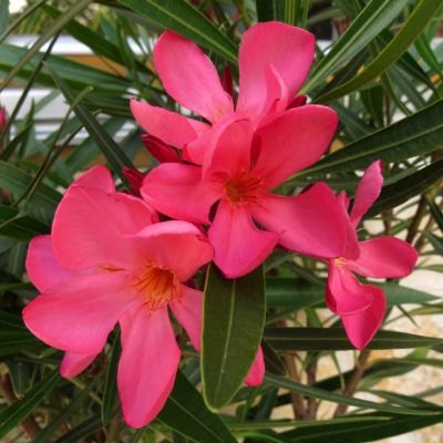 Laurier Rose Papa Gambetta ® - Leaderplant