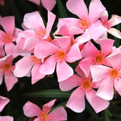 Laurier Rose Piscenois ® - Leaderplant