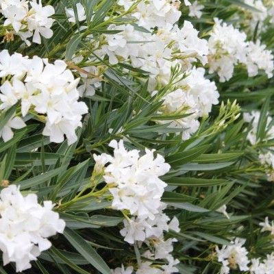 Laurier Rose Prince de Conti ® - Leaderplant