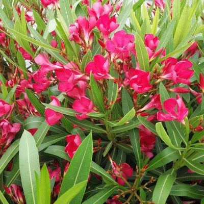 Laurier rose rouge Jannoch - Leaderplant