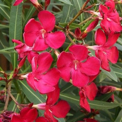 Laurier rose Scarlet Beauty - Leaderplant