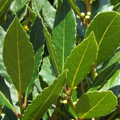 Laurier sauce - Leaderplant