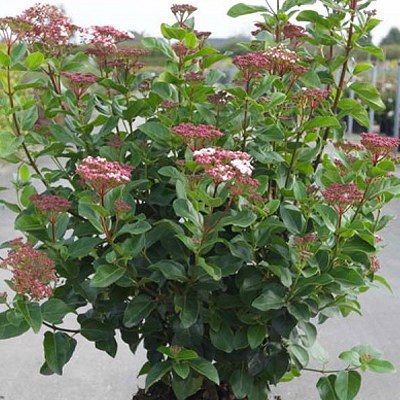 Laurier Tin Lisa Rose ® - Leaderplant