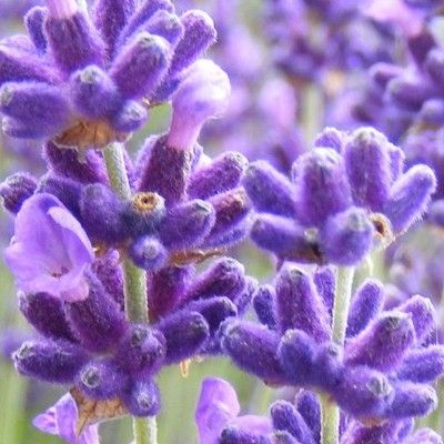 Lavande vraie Anna ® - Leaderplant