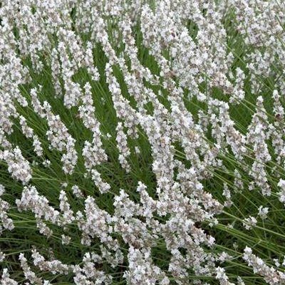Lavande blanche - Leaderplant