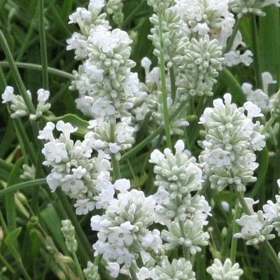 Lavande blanche - Leaderplant