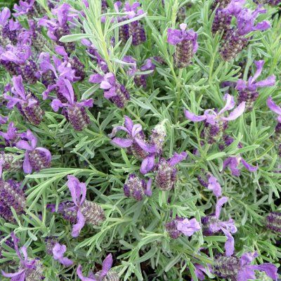 Lavande papillon Blue Star - Leaderplant