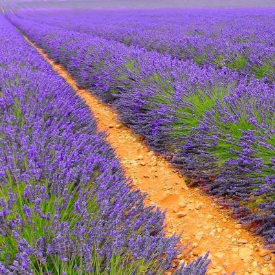 BON PLAN -50% Lavandin / lavande Dutch - Leaderplant