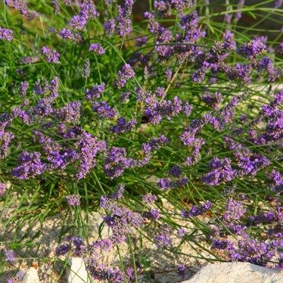 Lavande de Grasse Grosso - Leaderplant