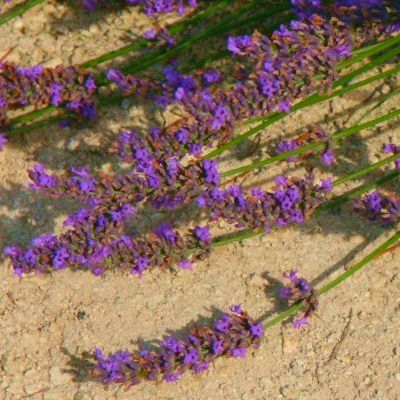 Lavande de Grasse Grosso - Leaderplant
