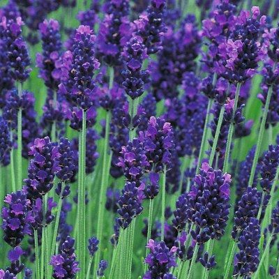Graines De Lavande Vraie Hidcote - Lavandula Angustifolia, 100 Graines - Pour Jardin, Balcon, Aromatique