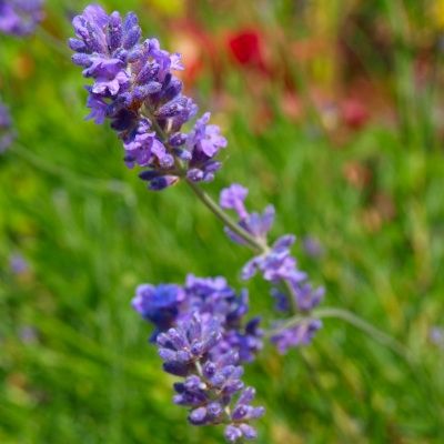 Lavande naine Munstead - Leaderplant